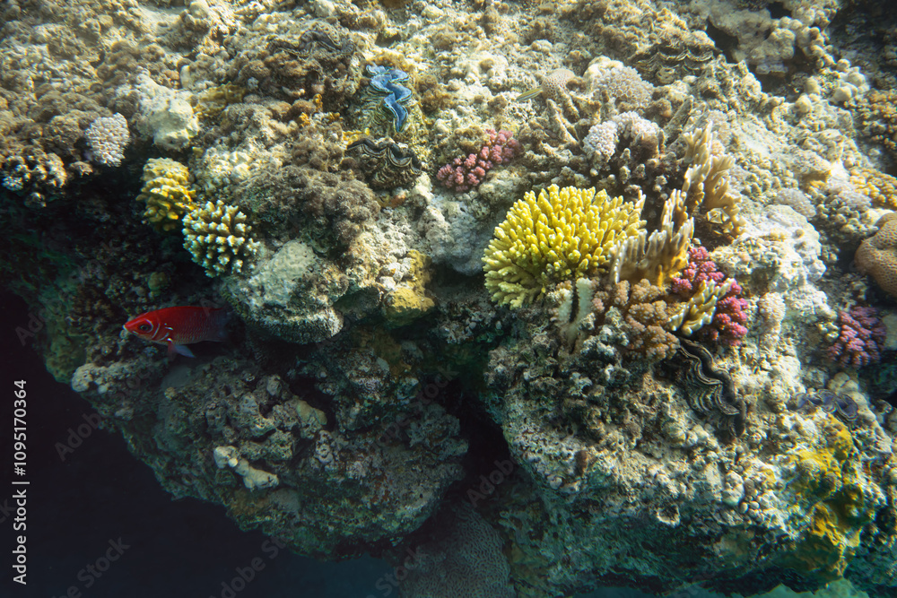 Obraz premium Snorkelling in Red Sea, corals and some fish visible