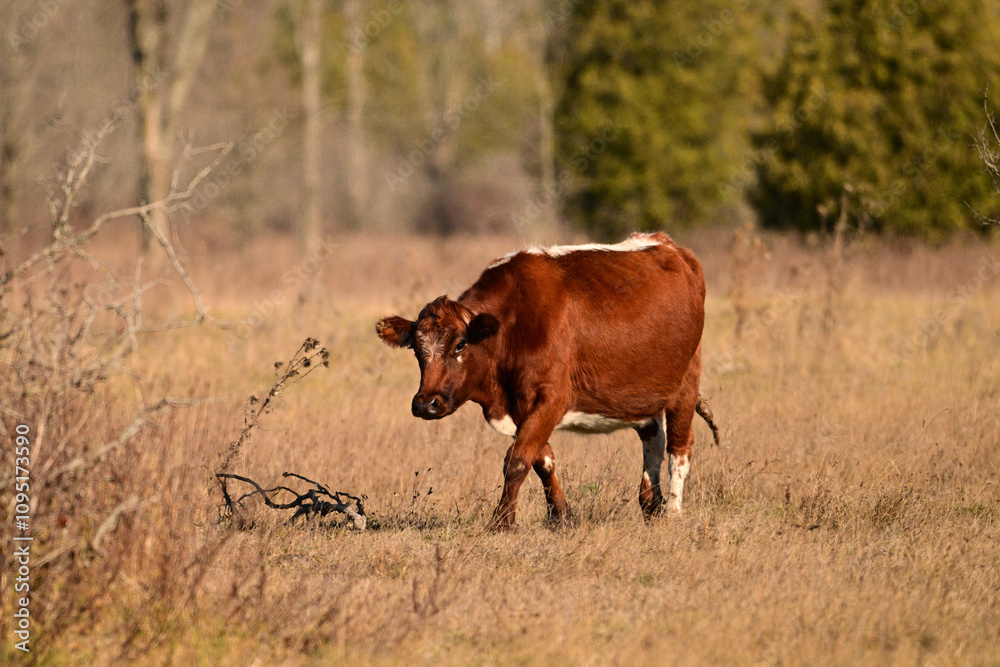 Red Angus cross bred cow waling in fall pasture Red Angus cross bred cow waling in fall pasture