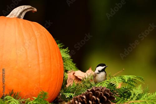 Close up of a Black-capped Chickadee investigating a pumpkin added to the composte pile after Halloween photo