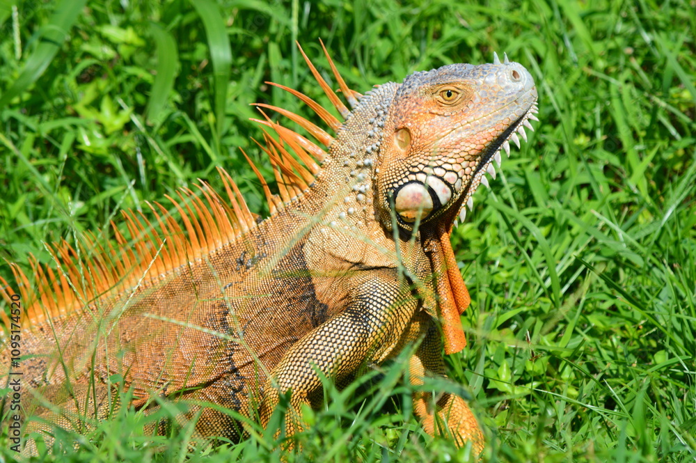 Obraz premium iguana