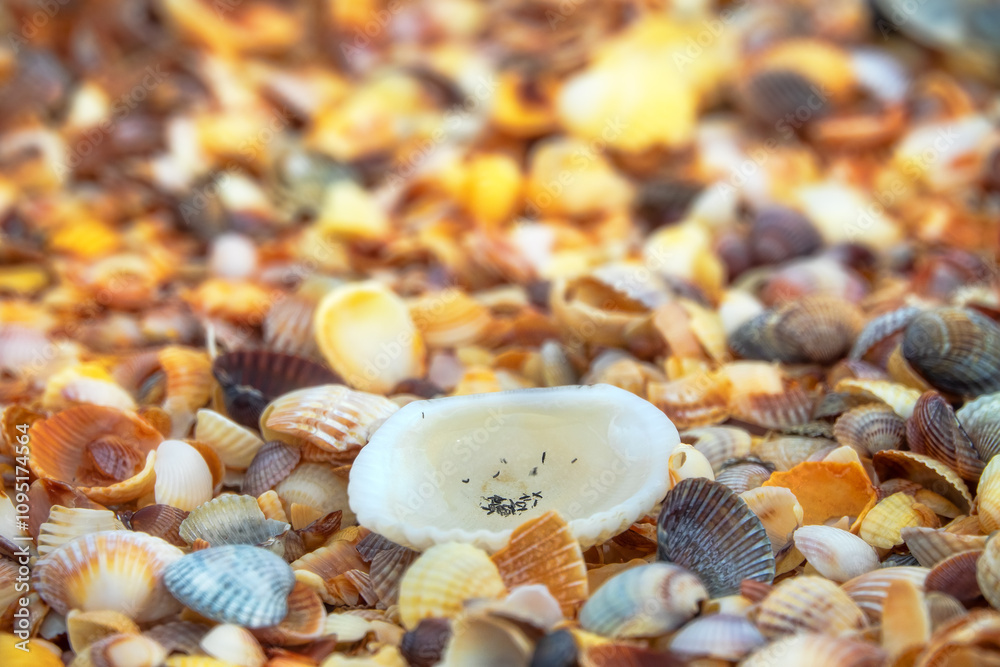 Surprising ethological discovery on seashore. Collembola use micro pond in anadara shell to arrange preconnubia, mating dances and leave offspring. Reservoir is fresh and appears after rain. Azov sea Surprising ethological discovery on seashore. Collembola use micro pond in anadara shell to arrange preconnubia, mating dances and leave offspring. Reservoir is fresh and appears after rain. Azov sea