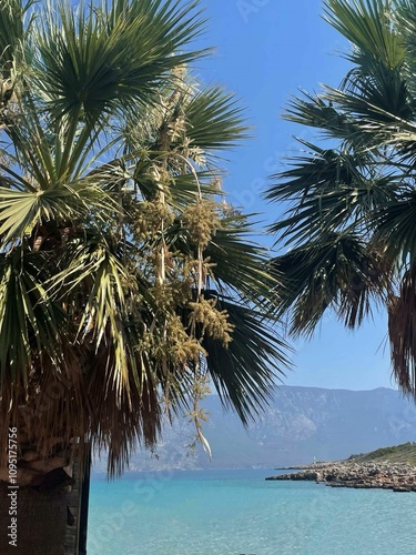 palm trees on the beach