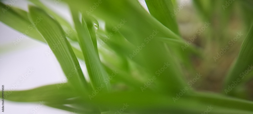Fototapeta premium close up of green grass