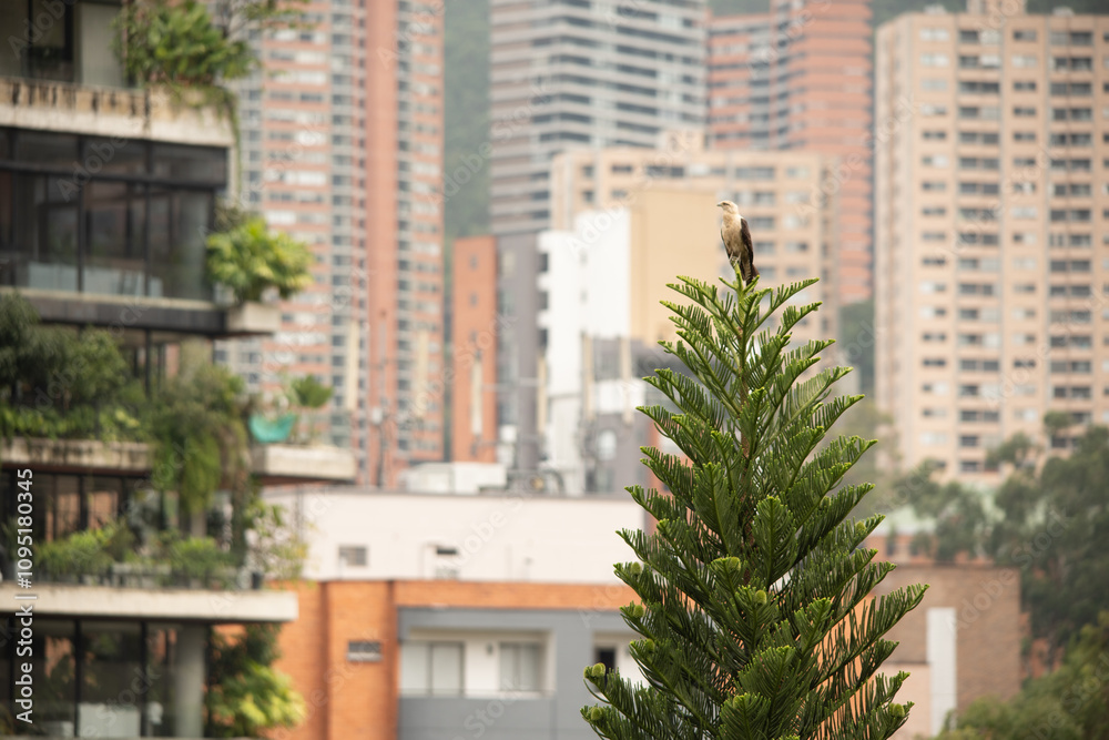 eagle on top of a pine tree in the city background eagle on top of a pine tree in the city background