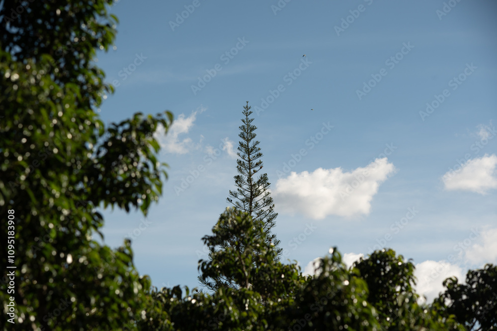 Obraz premium pine tree in the city