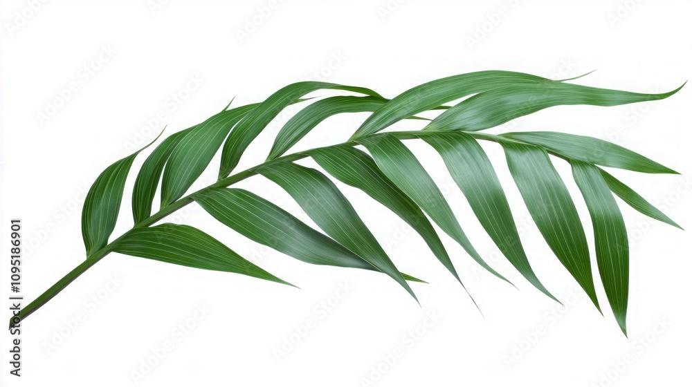 Obraz premium Stunning Tropical Palm Leaf Image