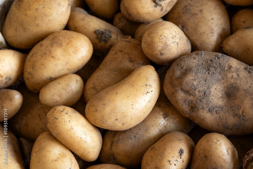 Patate fresche appena colte, alimentazione biologica Patate fresche appena colte, alimentazione biologica