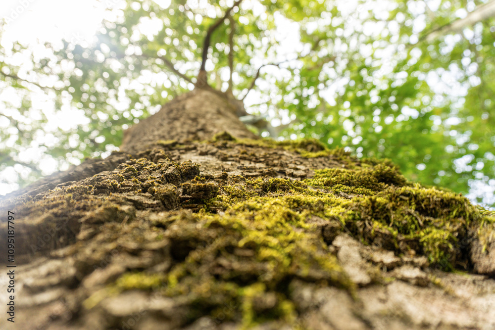 photo of an old tree with textured bark and moss growing on the bark