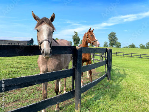 Horses standing in open field in Central Kentucky