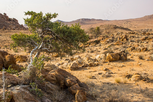 A small sampling of a Shepards tree, thriving in the apparent barren and desolate boulder strewn environment of the Haib Plateau, at the edge of the Namib desert in Southern Namibia. photo