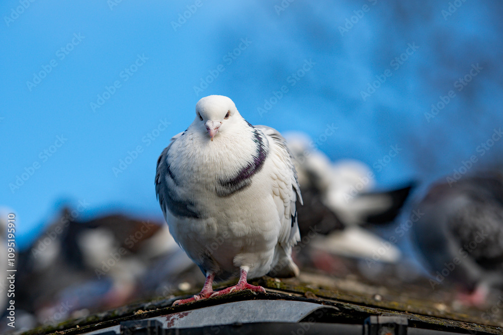 Fototapeta premium A beautiful white pigeon looking straight to camera against a blue sky.