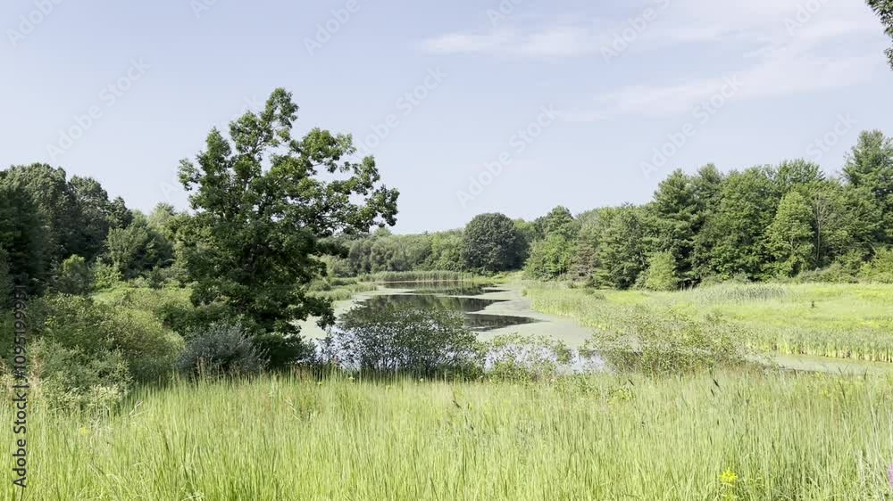 A peaceful meadow in the daytime A peaceful meadow in the daytime