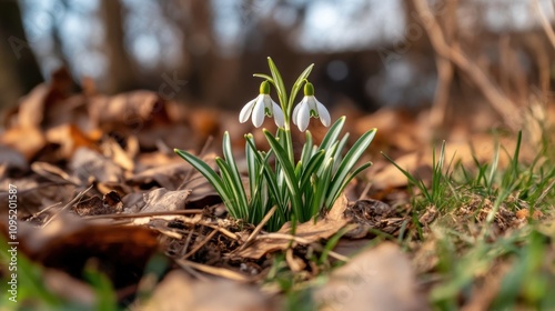 spring awakening, snowdrops emerge from the grass, their white petals gleaming under the bright spring sun