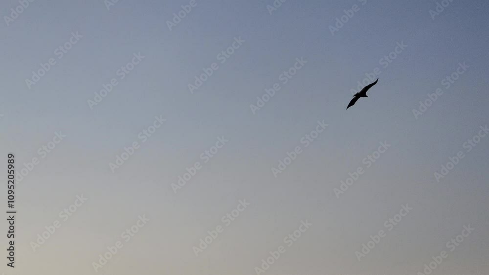 White-tailed eagle flying in sky, South Korea. Short-toed snake eagle (Circaetus gallicus). A flock of black birds circles in the sky above the mountains. White-tailed eagle flying in sky, South Korea. Short-toed snake eagle (Circaetus gallicus). A flock of black birds circles in the sky above the mountains.