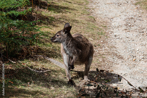 Picture of a young forester kangaroo chilling in the sun on a hiking pathway. Footage captured in the north of Tasmania island, Australia. Wildlife in the forest and bushland of Australia.