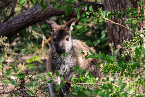 Cute picture of a forester kangaroo eating leaves in the forest. Footage captured in the north of Tasmania island, Australia. Adorable marsupial in the wild.