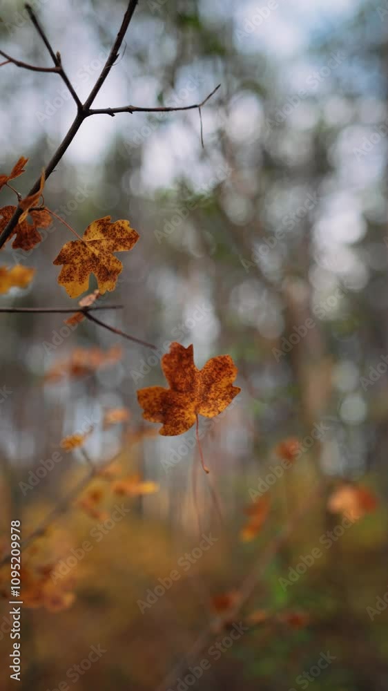 The leaf hangs unusually on the web. A cinematic view of the golden leaves. Bright autumn leaves on a tree. A light mountain forest. The change of season. The leaf hangs unusually on the web. A cinematic view of the golden leaves. Bright autumn leaves on a tree. A light mountain forest. The change of season.