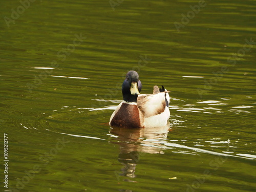 The mallard (Anas platyrhynchos). Duck in the pond. Swiming duck. Wild duck.
