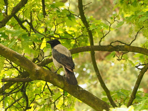 The hooded crow (Corvus cornix) Crow in a tree among the leaves
