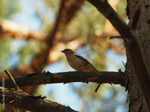 The common chaffinch (Fringilla coelebs). Chaffinch on a branch