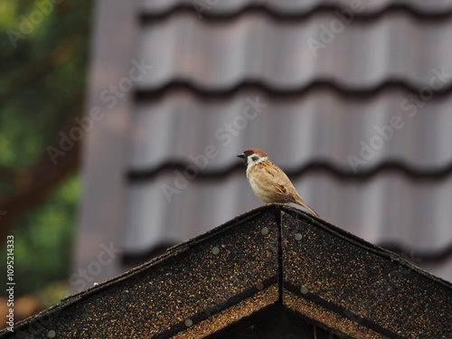 The house sparrow (Passer domesticus), sparrow sitting on the roof