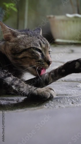 A tabby cat licks its paw and then uses the same paw to groom its head, showing a self-grooming behavior. Dark and light striped fur color feral cat. Mucus is visible around its nose, suffering cold