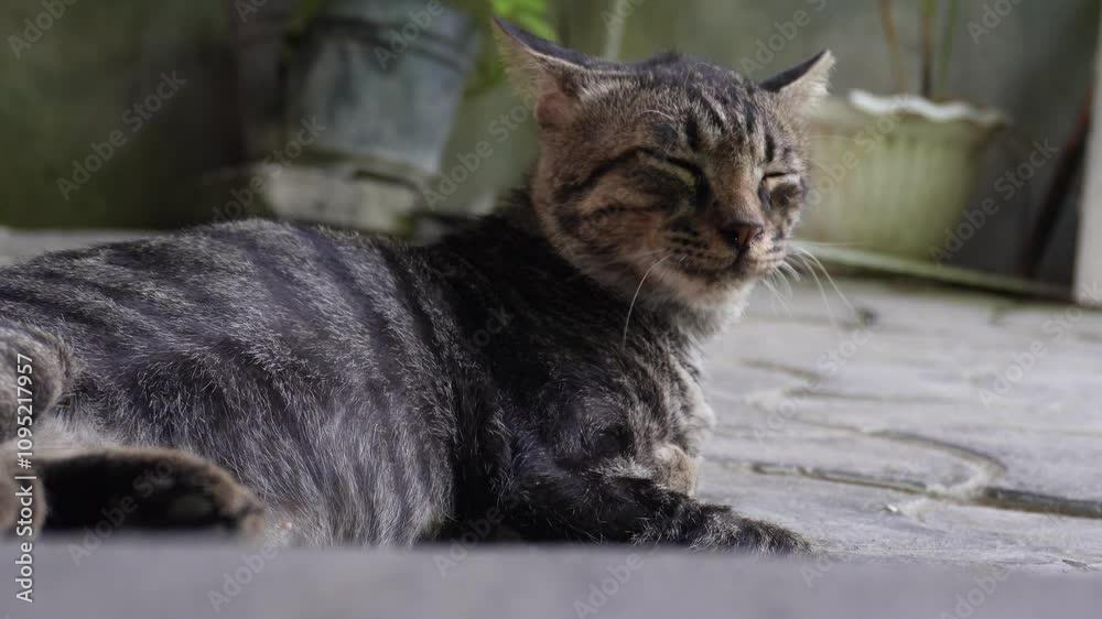 A tabby cat with pneumonia yawns widely, showing its tongue, while breathing heavily due to flu. It licks its back, reflecting its fatigue and discomfort. The video captures its dark and light striped A tabby cat with pneumonia yawns widely, showing its tongue, while breathing heavily due to flu. It licks its back, reflecting its fatigue and discomfort. The video captures its dark and light striped