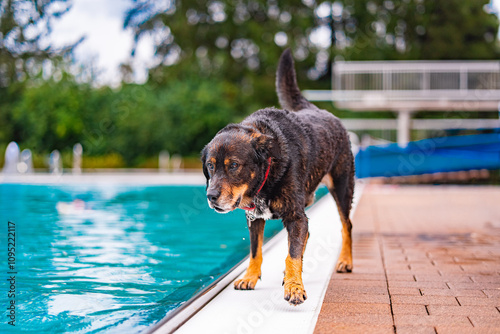 Curious Old Dog Walking Slowly by a Swimming Pool Near the Water on a Sunny Day