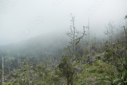 Mystical atmosphere in a destroyed forest on a volcano after an ash eruption. The jungle is reborn on a mountain covered in a cloud or fog. photo