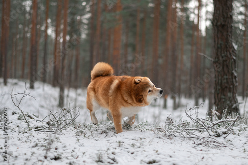 Shiba inu dog shakes snow off its fur in the pine forest covered with first snow.