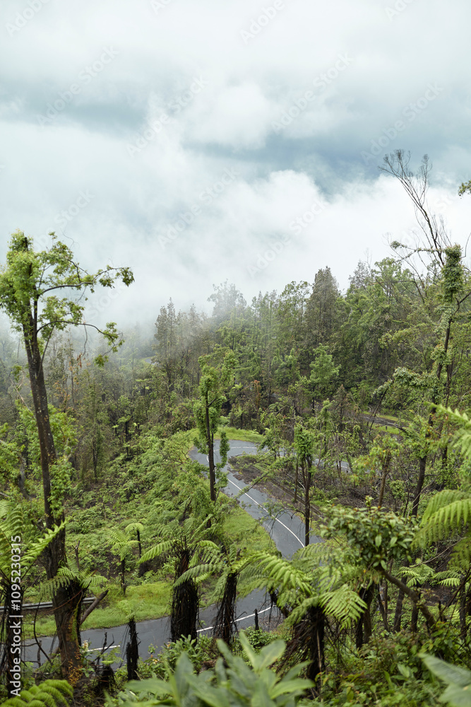 Fototapeta premium Mystical atmosphere in a destroyed forest on a volcano after an ash eruption. The jungle is reborn on a mountain covered in a cloud or fog.