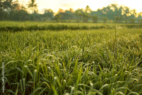 New juicy green rice terraces are covered with morning dew on the popular island of Bali.