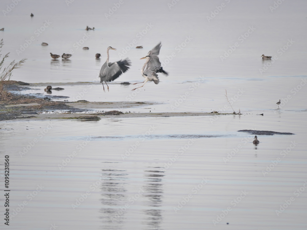 Zwei im Flug kämpfende Graureiher, Ardea cinerea, über einem Gewässer Zwei im Flug kämpfende Graureiher, Ardea cinerea, über einem Gewässer