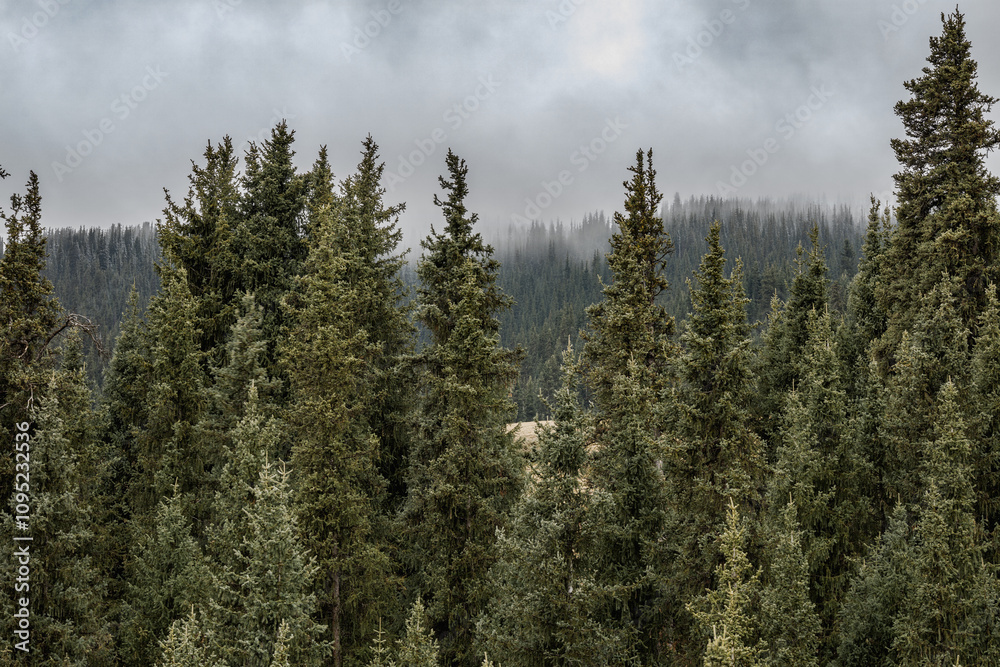 pine forest in the morning pine forest in the morning