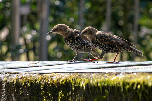 Due storni (Sturnus vulgaris) su un muretto allungano il collo in avanti dopo aver visto qualcosa che li attrae. photo