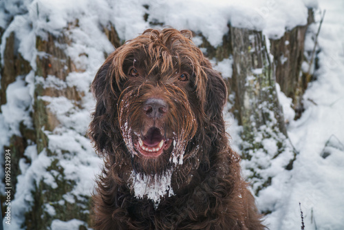 a portrait of a dog, a pudelpointer, at a snowy winter day with a frozen beard photo