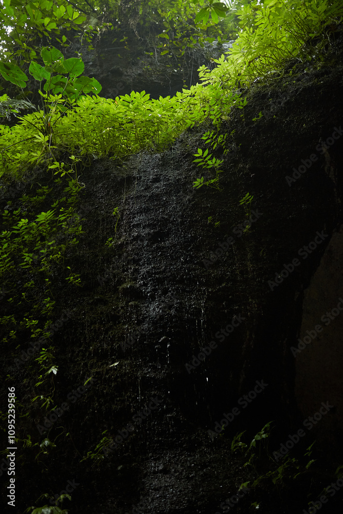 Close-up of rocks and stones in the jungle covered with moss and green plants.