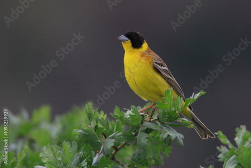 Wildlife - birds. The Black-headed bunting (Emberiza melanocephala) bird inhabits moist grasslands and wetlands. They usually feed on small insects, worms and some fruit seeds. photo