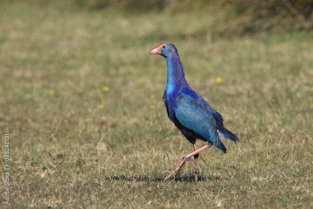Wildlife - Birds. Image of the reed grey-headed swamphen, which lives in fresh or salty wetlands and lagoons and feeds on the shoots, leaves, roots, flowers and seeds of aquatic plants. Wildlife - Birds. Image of the reed grey-headed swamphen, which lives in fresh or salty wetlands and lagoons and feeds on the shoots, leaves, roots, flowers and seeds of aquatic plants.