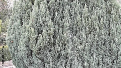 snow storm in front of a winter green tree photo