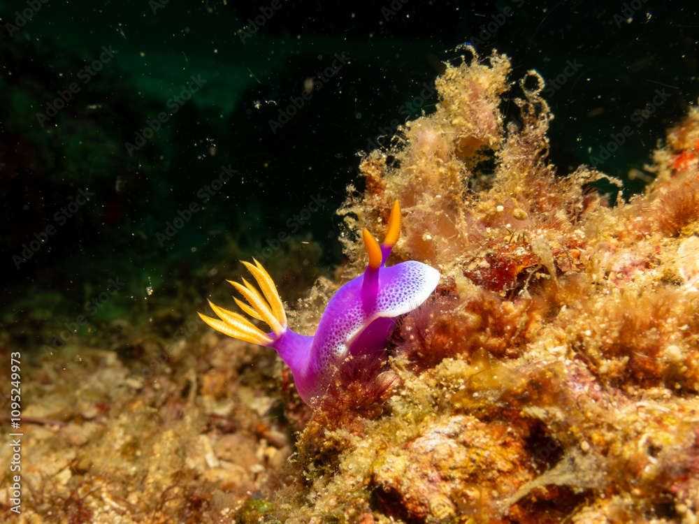 A close-up picture of a Hypselodoris apolegma nudibranch crawling on soft corals in Puerto Galera, Philippines. This is the center of the coral triangle with an outstanding biodiversity A close-up picture of a Hypselodoris apolegma nudibranch crawling on soft corals in Puerto Galera, Philippines. This is the center of the coral triangle with an outstanding biodiversity