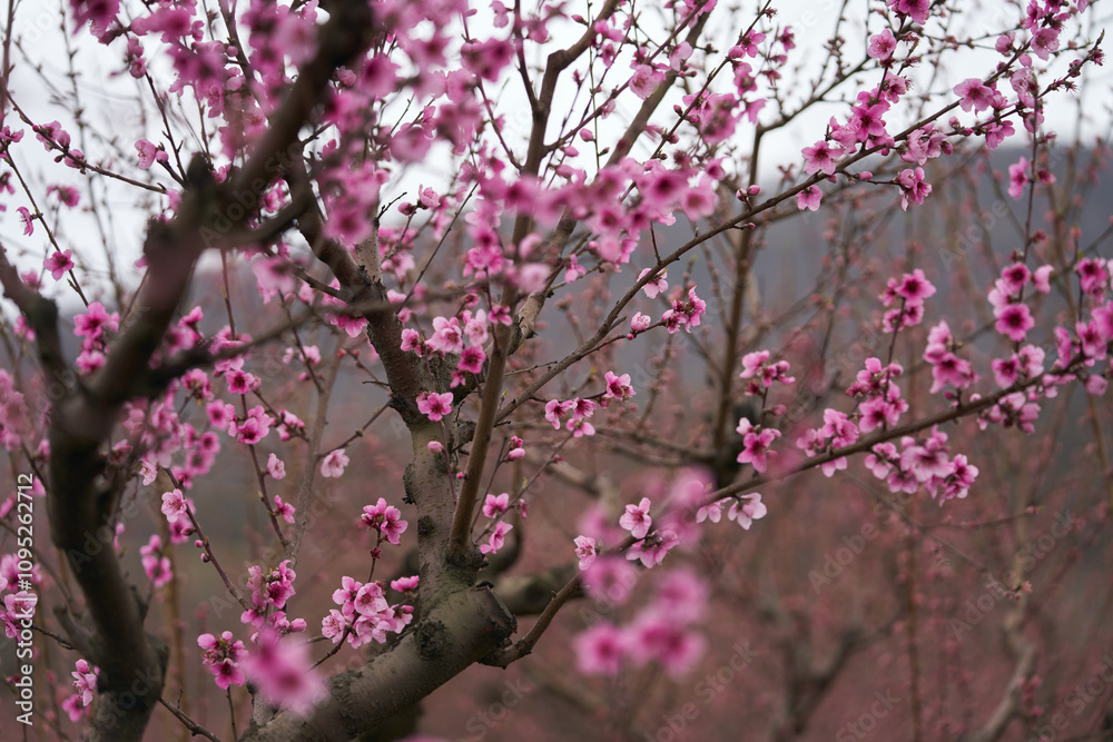 Peach orchard in bloom. Peach trees in pink flowers close-up. Peach orchard in bloom. Peach trees in pink flowers close-up.
