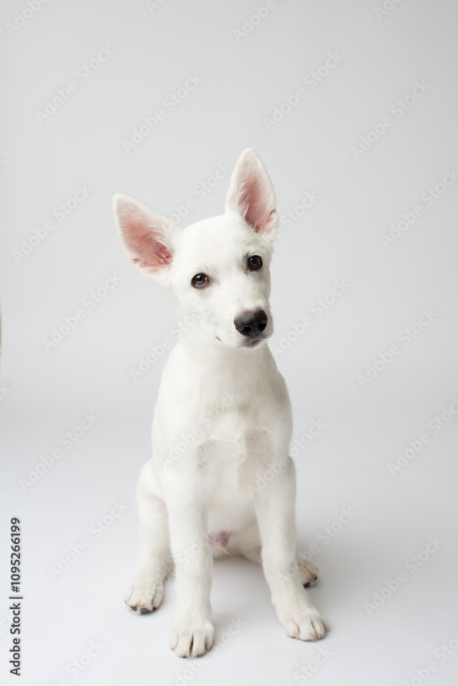 white puppy on white background white puppy on white background