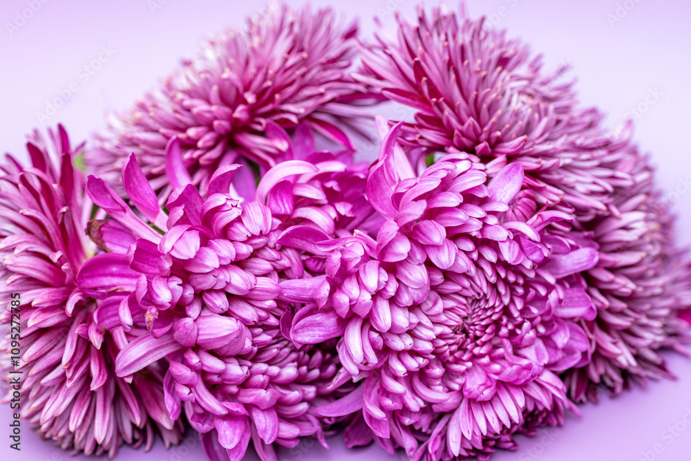 lilac chrysanthemum lilac chrysanthemum