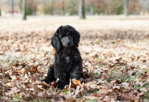 cute puppy sitting in leaves