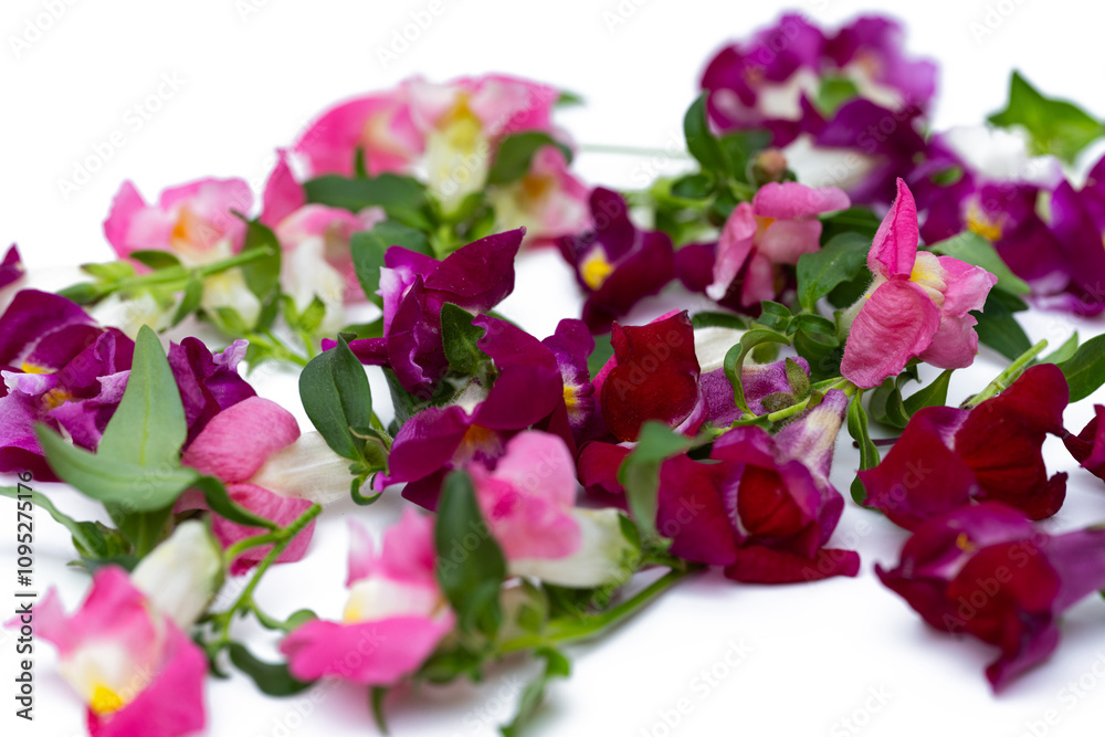 colorful snapdragon flowers colorful snapdragon flowers