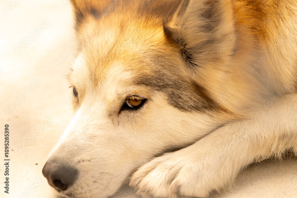 Obraz premium alaskan malamute dog