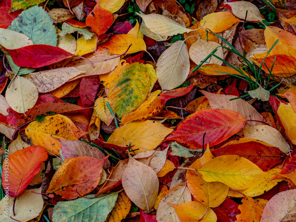 Buntes Herbstlaub im Regen Buntes Herbstlaub im Regen
