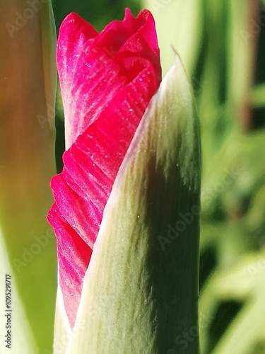 Gladiolus. Espadas florales. Capullo de flor de gladiolos.