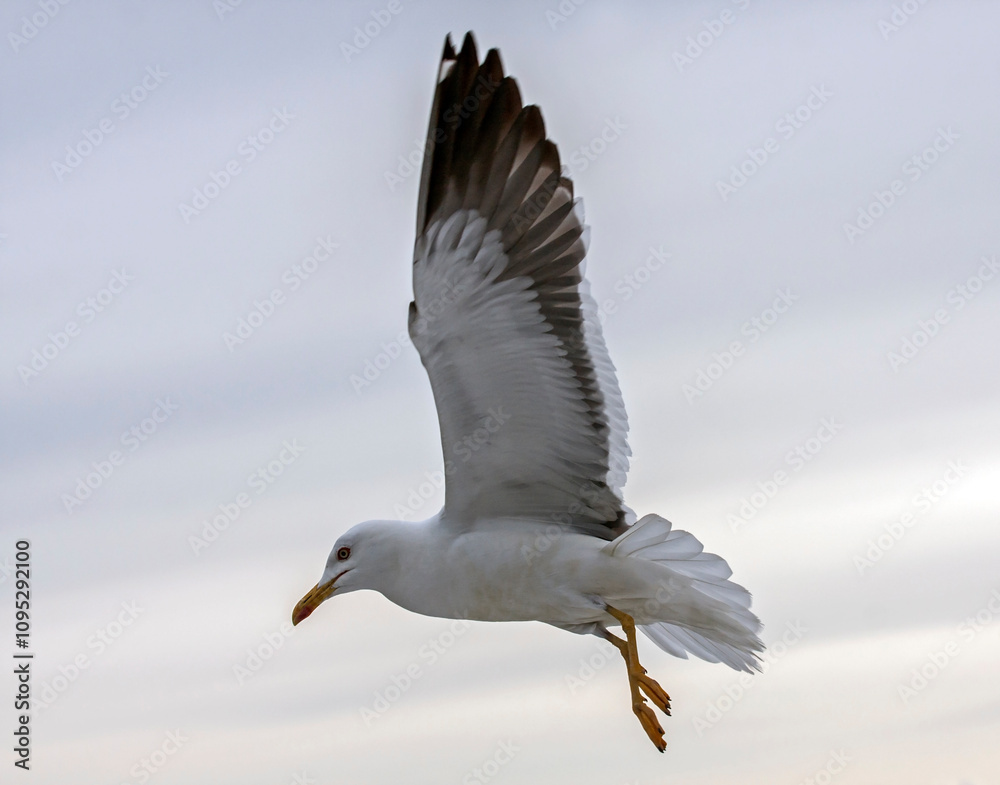 Flying seagull. Lesser Black-backed Gull (Larus fuscus). Flying seagull. Lesser Black-backed Gull (Larus fuscus).